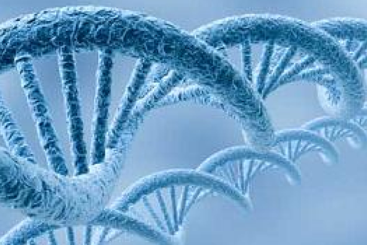 Négyszeres DNS-spirált fedeztek fel az emberi sejtben